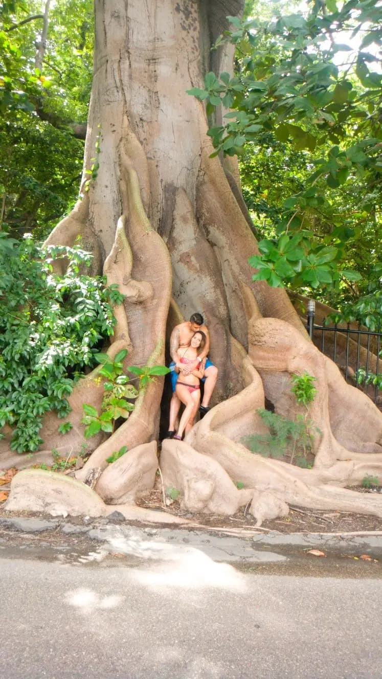 Guests exploring a giant tree root on an Inside Tours Jamaica tour
