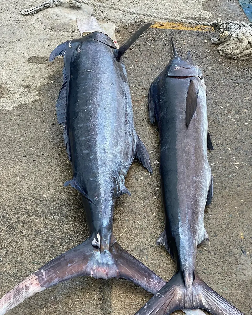 A pair of marlin caught on an Inside Tours Jamaica fishing trip, laid out on the dock